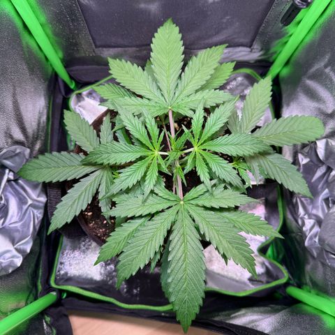 Runtz Auto growlog timeline photo