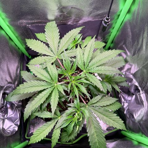 Runtz Auto growlog timeline photo