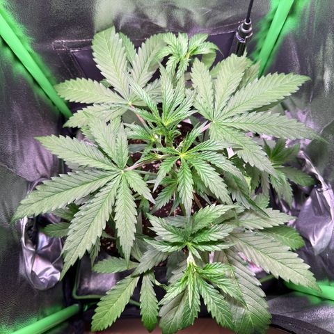 Runtz Auto growlog timeline photo