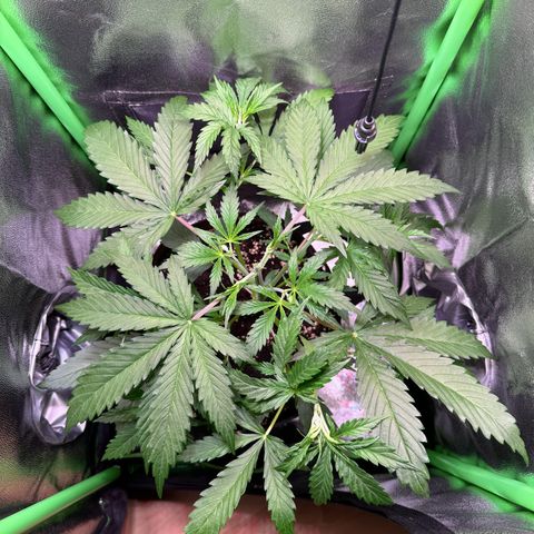 Runtz Auto growlog timeline photo