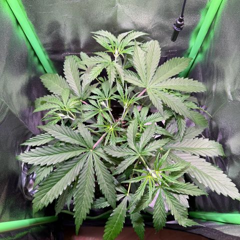 Runtz Auto growlog timeline photo
