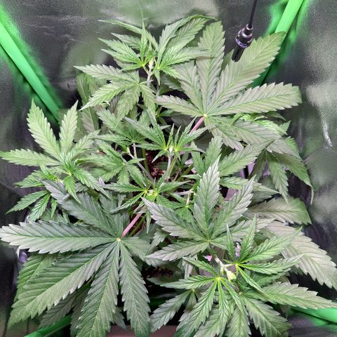 Runtz Auto growlog timeline photo