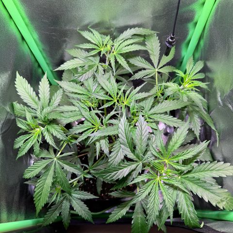 Runtz Auto growlog timeline photo