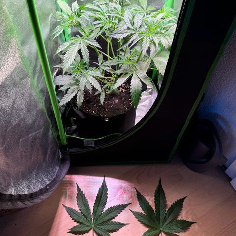 Runtz Auto growlog timeline photo