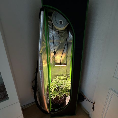 Runtz Auto growlog timeline photo