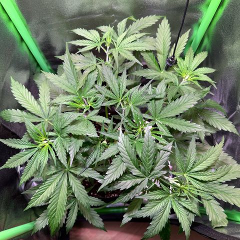 Runtz Auto growlog timeline photo