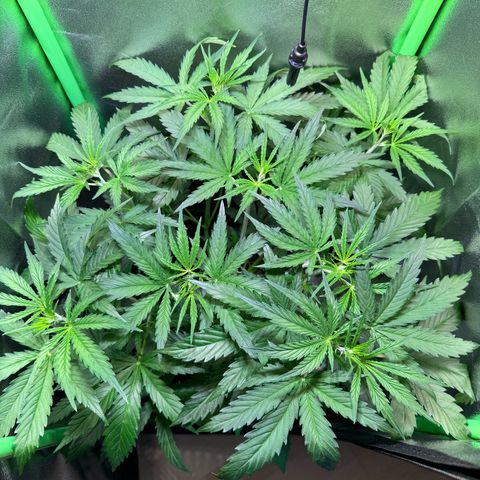 Runtz Auto growlog timeline photo