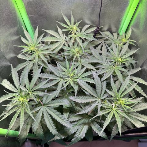 Runtz Auto growlog timeline photo