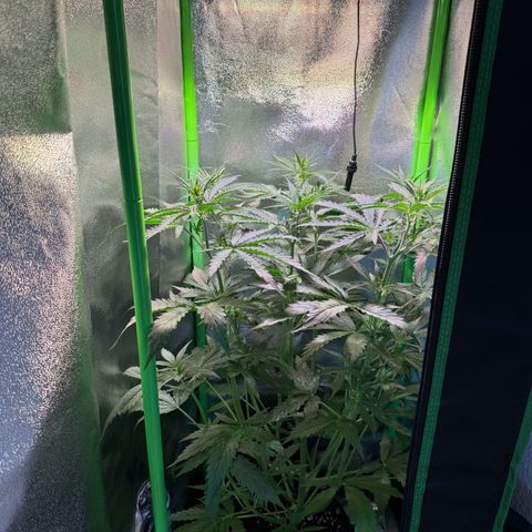 Runtz Auto growlog timeline photo