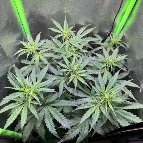 Runtz Auto growlog timeline photo