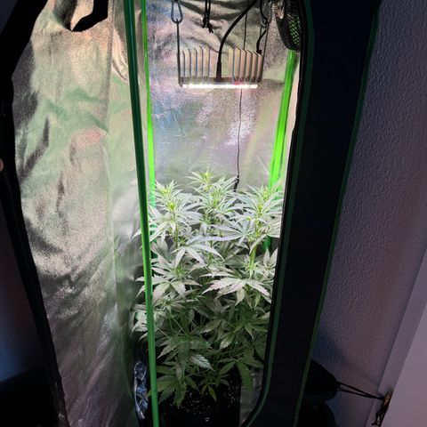 Runtz Auto growlog timeline photo