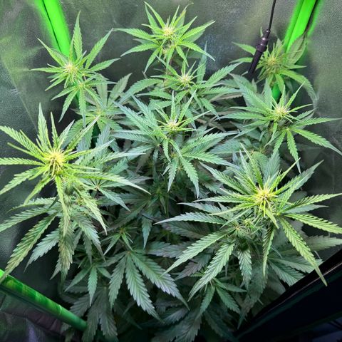 Runtz Auto growlog timeline photo
