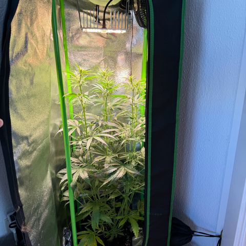 Runtz Auto growlog timeline photo