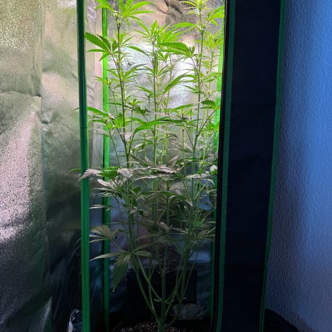 Runtz Auto growlog timeline photo