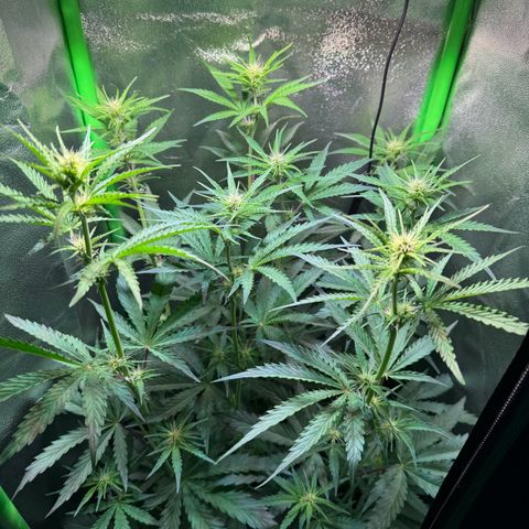 Runtz Auto growlog timeline photo