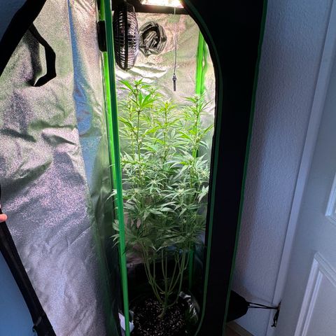 Runtz Auto growlog timeline photo