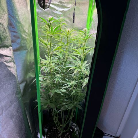 Runtz Auto growlog timeline photo