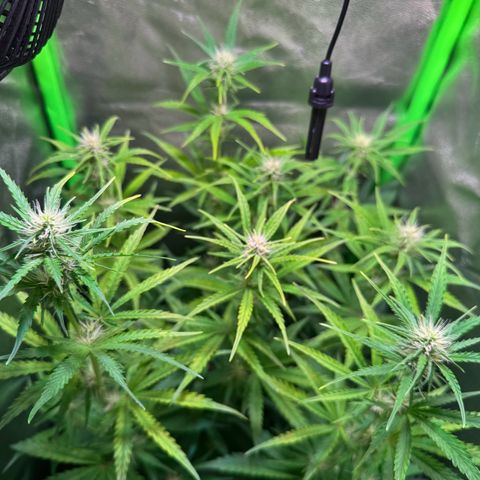 Runtz Auto growlog timeline photo