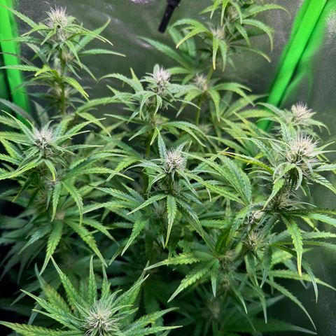 Runtz Auto growlog timeline photo