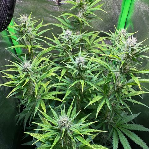Runtz Auto growlog timeline photo