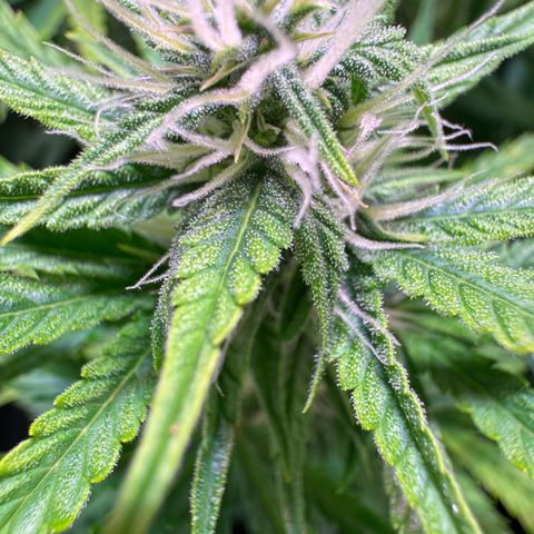 Runtz Auto growlog timeline photo