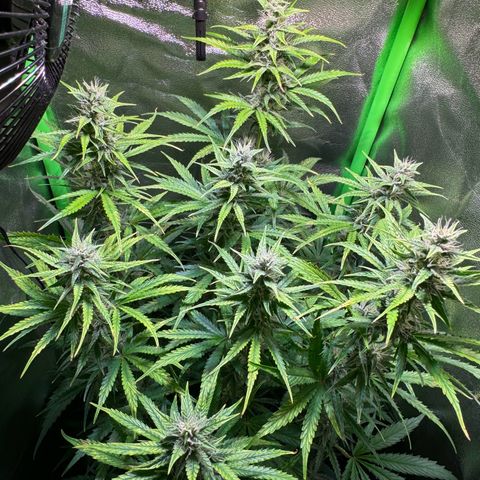 Runtz Auto growlog timeline photo