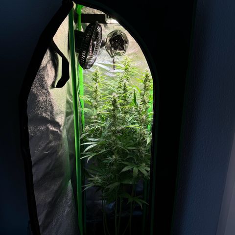 Runtz Auto growlog timeline photo