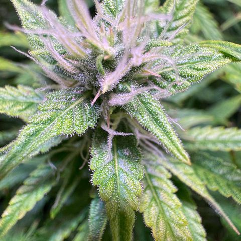 Runtz Auto growlog timeline photo