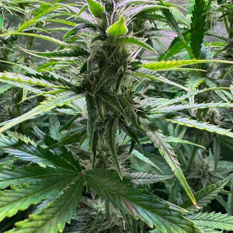 Runtz Auto growlog timeline photo