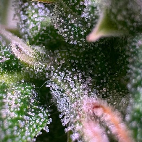 Runtz Auto growlog timeline photo
