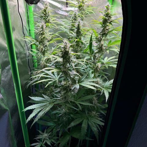 Runtz Auto growlog timeline photo
