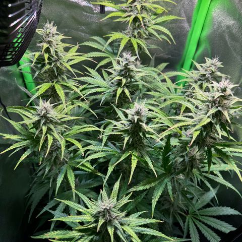 Runtz Auto growlog timeline photo