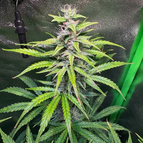 Runtz Auto growlog timeline photo
