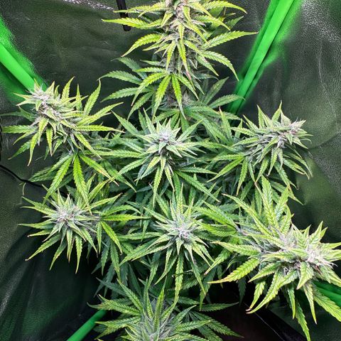 Runtz Auto growlog timeline photo