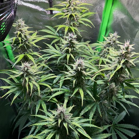 Runtz Auto growlog timeline photo
