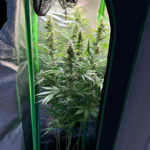 Runtz Auto growlog timeline photo