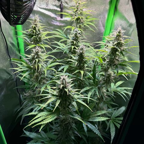 Runtz Auto growlog timeline photo