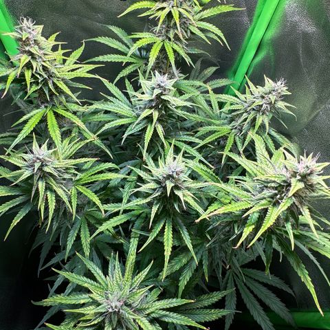 Runtz Auto growlog timeline photo