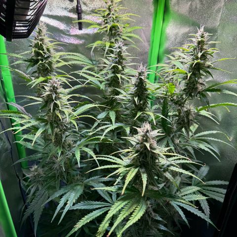 Runtz Auto growlog timeline photo