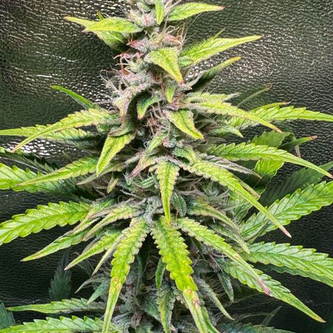 Runtz Auto growlog timeline photo