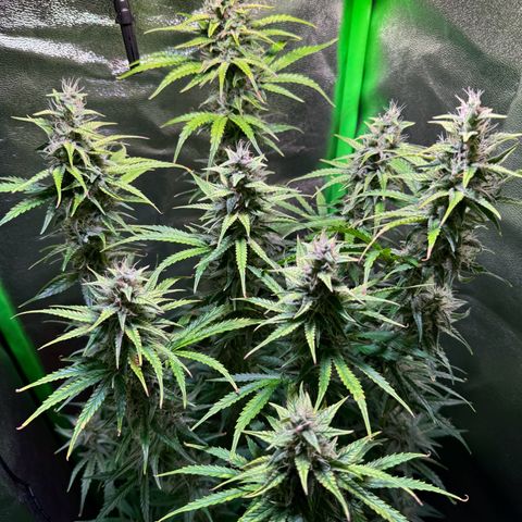 Runtz Auto growlog timeline photo