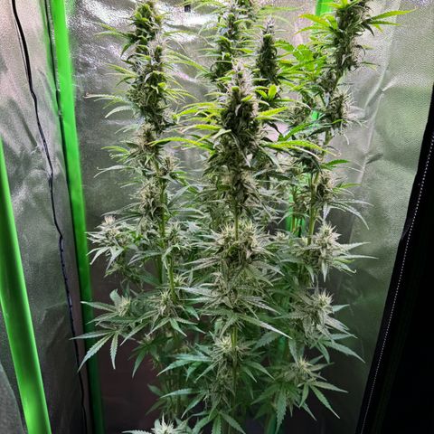 Runtz Auto growlog timeline photo