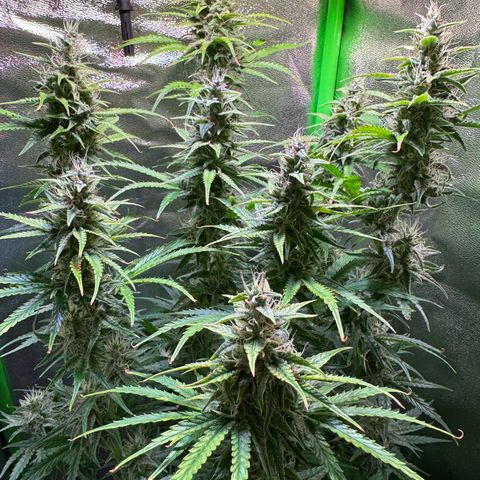 Runtz Auto growlog timeline photo