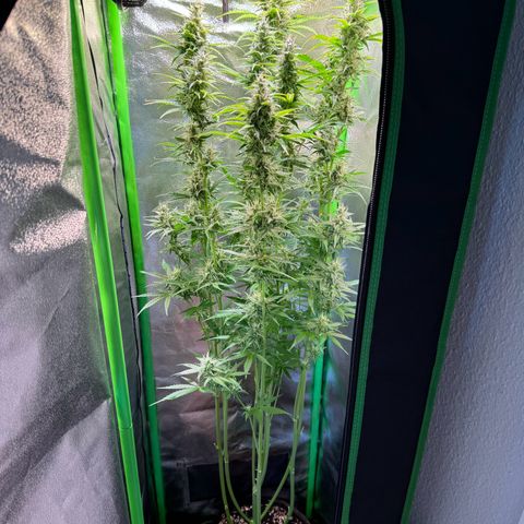 Runtz Auto growlog timeline photo