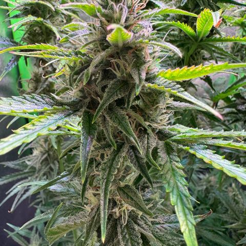 Runtz Auto growlog timeline photo