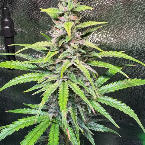 Runtz Auto growlog timeline photo