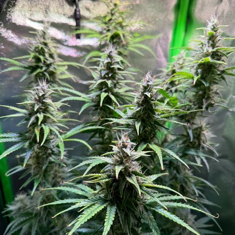 Runtz Auto growlog timeline photo