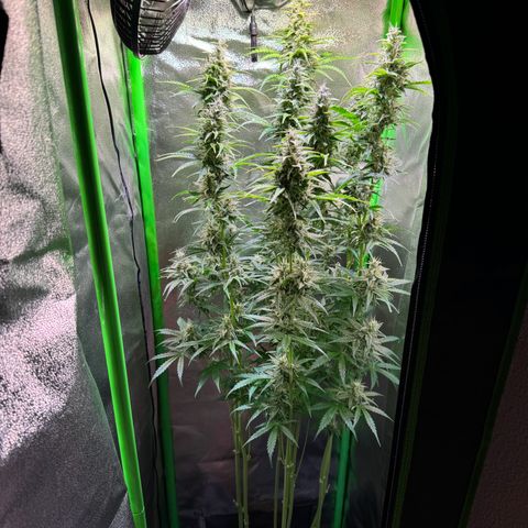 Runtz Auto growlog timeline photo