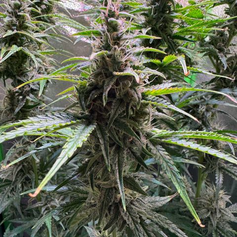 Runtz Auto growlog timeline photo