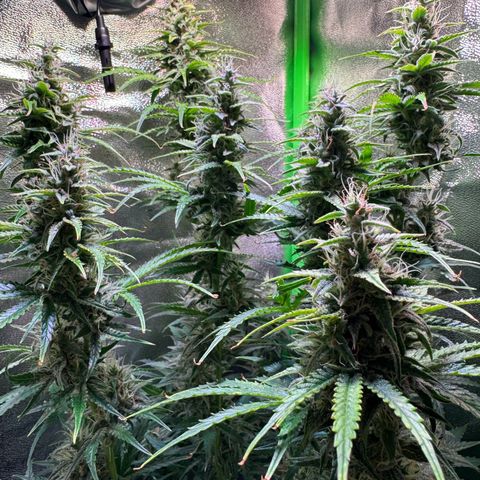 Runtz Auto growlog timeline photo